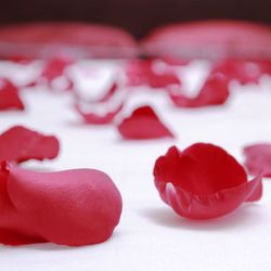 Pétalas de rosa dos namorados