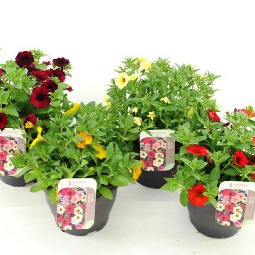 Petchoas BeautiCal® Caixa 10 u.