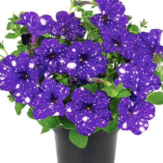 Petunia Constellation