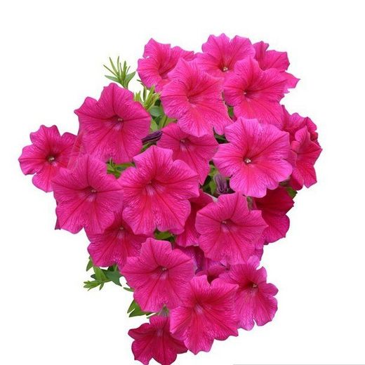 Petunias Colgantes Surfinias Caja 10 uds.