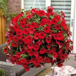 Petunias Colgantes Surfinias Caja 10 uds.