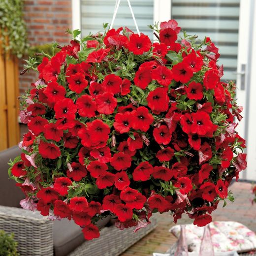 Petunias Colgantes Surfinias Caja 10 uds.