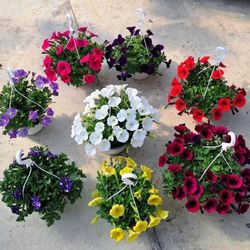 Petunias Colgantes Surfinias