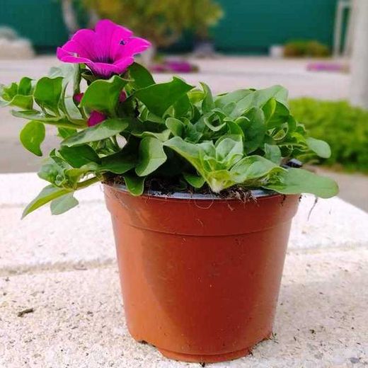 Petunias Colgantes Surfinias Caja 10 uds.
