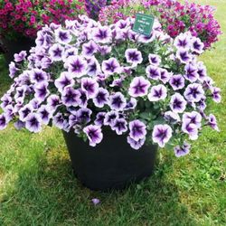 Petunias Hybridas Especial