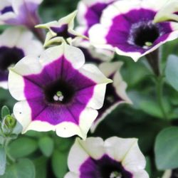 Petunias Hybridas Especial