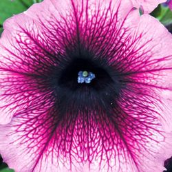 Petunias Hybridas Especial
