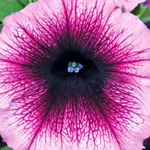 Petunias Hybridas Especial