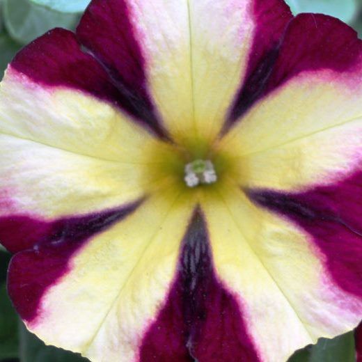 Petunias Hybridas Especial