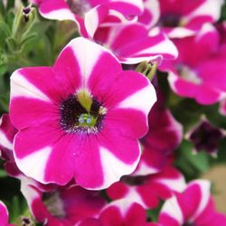 Petunias Hybridas Especial