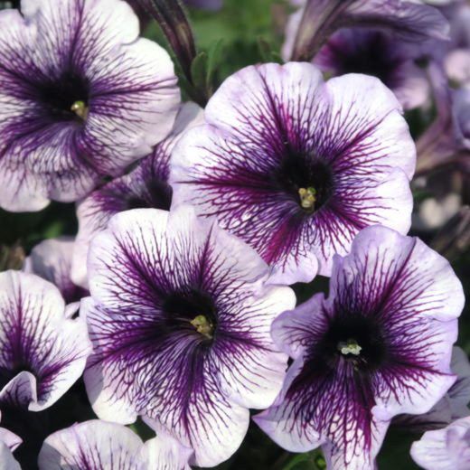 Petunias Hybridas Especial