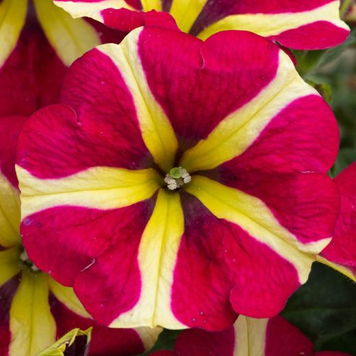 Petunias Hybridas Especial