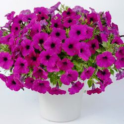 Petunias Hybridas Especial