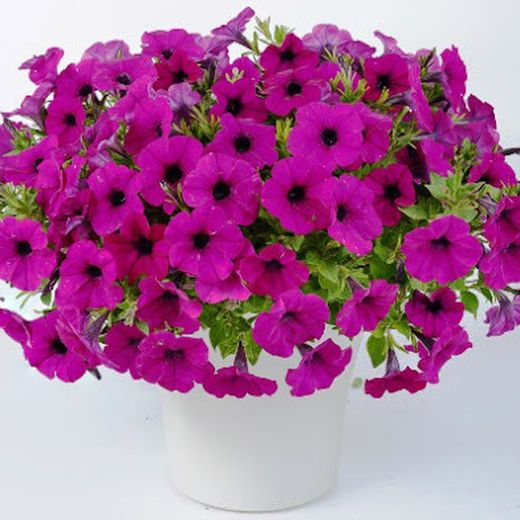 Petunias Hybridas Especial
