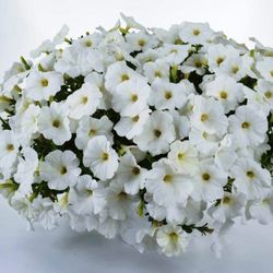 Petunias Hybridas Especial