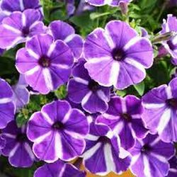 Petunias Hybridas Especial