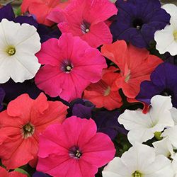 Petunias Caja de 15