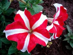 Petunias Caja de 15