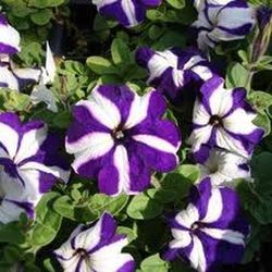 Petunias Caja de 15