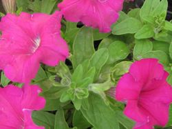 Petunias Caja de 15