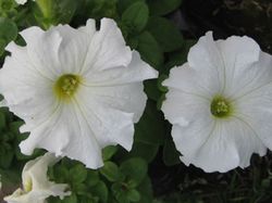 Petunias Caja de 15