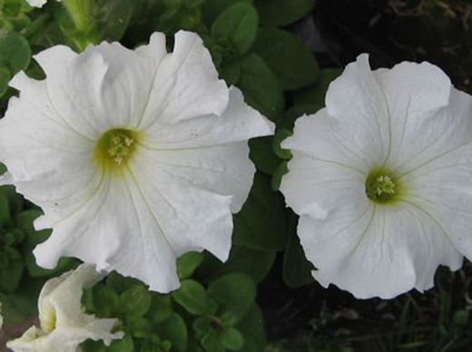 Petunias Caja de 15