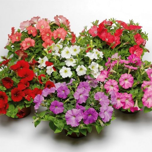 Petunias Caja de 15