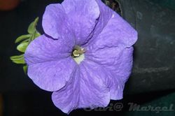 Petunias Caja de 15