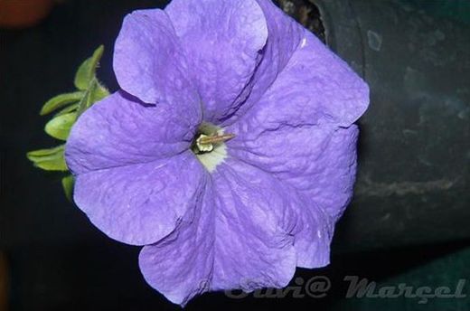 Petunias Caja de 15