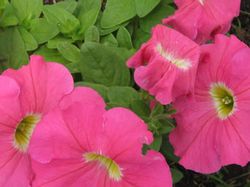 Petunias Caja de 15
