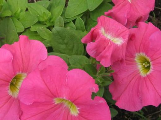 Petunias Caja de 15