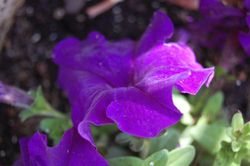 Petunias Caja de 15