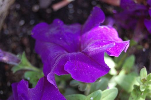 Petunias Caja de 15