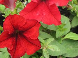 Petunias Caja de 15
