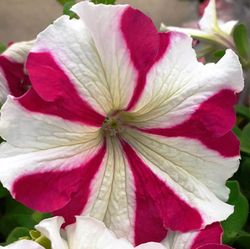 Petunias Caja de 15