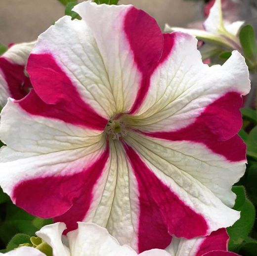 Petunias Caja de 15