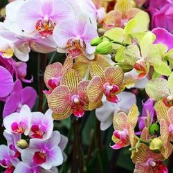 Phalaenopsis