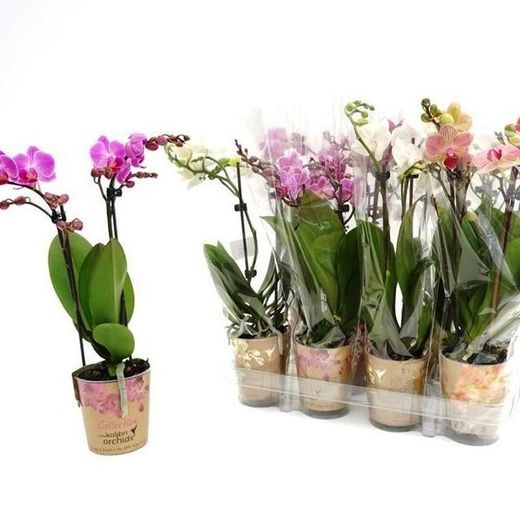Phalaenopsis