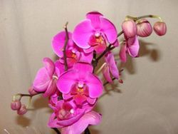 Phalaenopsis