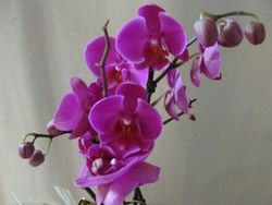 Phalaenopsis
