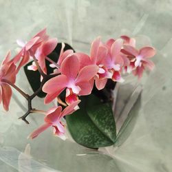 Phalaenopsis