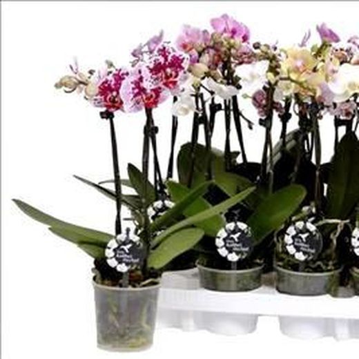 Phalaenopsis