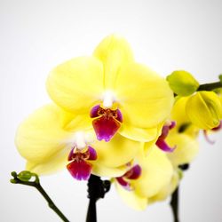 Phalaenopsis