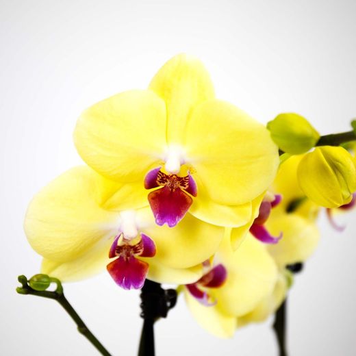 Phalaenopsis