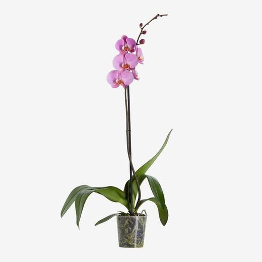 Phalaenopsis