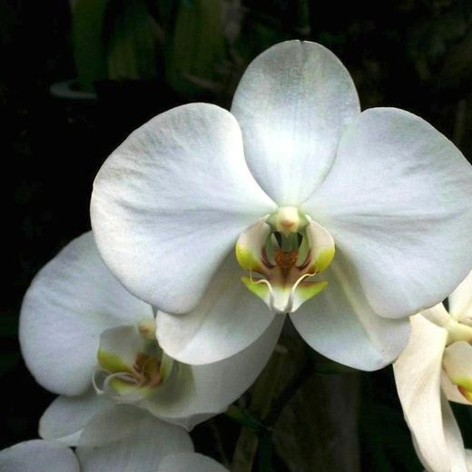 Phalaenopsis