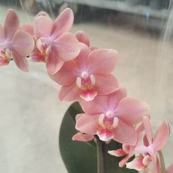 Phalaenopsis