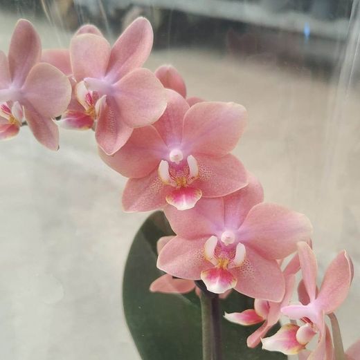 Phalaenopsis