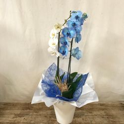 Duo de Phalaenopsis