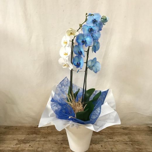 Dupla Phalaenopsis